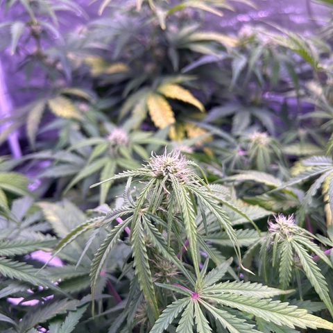 Royal Cheese Automatic growlog timeline photo
