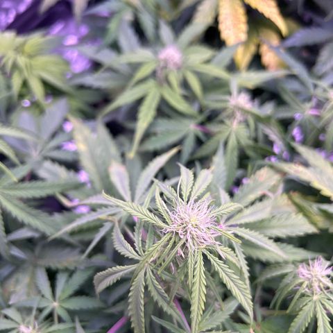 Royal Cheese Automatic growlog timeline photo
