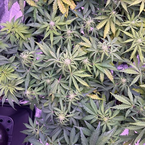 Royal Cheese Automatic growlog timeline photo
