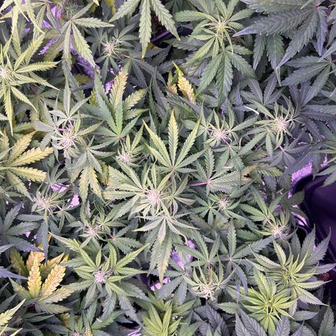 Royal Cheese Automatic growlog timeline photo