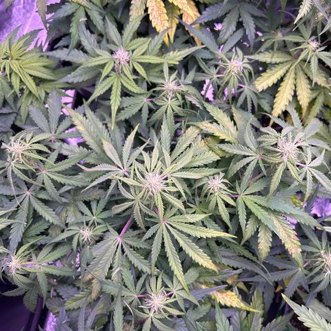 Royal Cheese Automatic growlog timeline photo