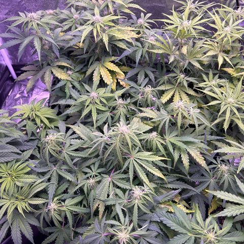 Royal Cheese Automatic growlog timeline photo