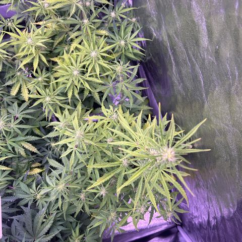 Grape Ape growlog timeline photo