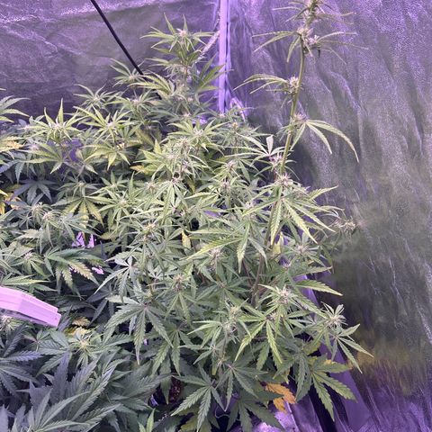 Grape Ape growlog timeline photo