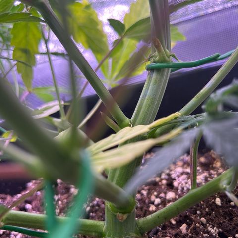 Grape Ape growlog timeline photo