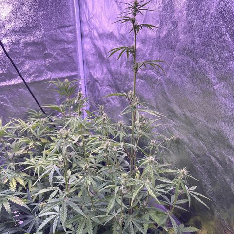 Grape Ape growlog timeline photo