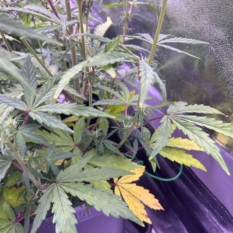 Grape Ape growlog timeline photo
