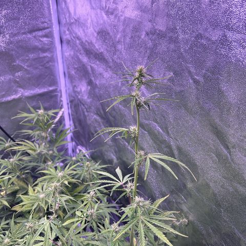 Grape Ape growlog timeline photo