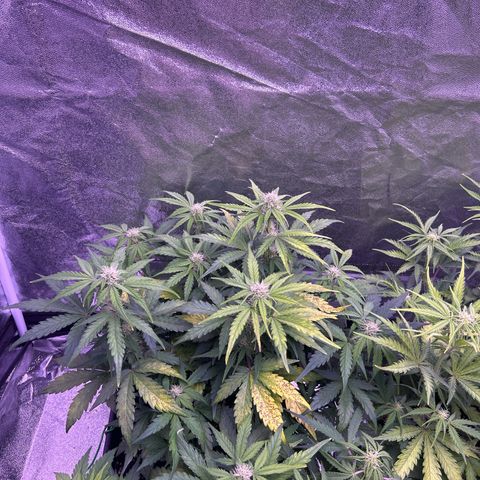 Wedding Cake Auto growlog timeline photo