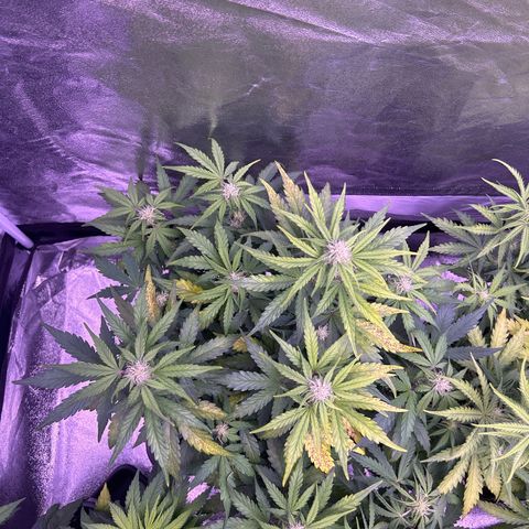Wedding Cake Auto growlog timeline photo