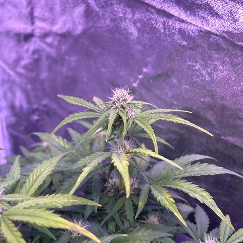 Wedding Cake Auto growlog timeline photo