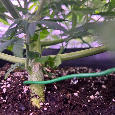 Wedding Cake Auto growlog timeline photo