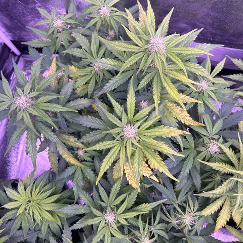 Wedding Cake Auto growlog timeline photo