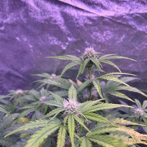 Wedding Cake Auto growlog timeline photo