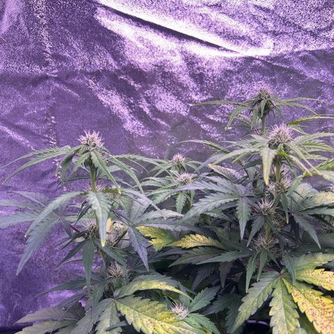Wedding Cake Auto growlog timeline photo