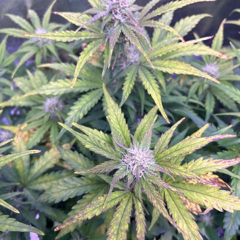 Wedding Cake Auto growlog timeline photo