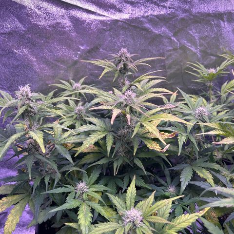 Wedding Cake Auto growlog timeline photo