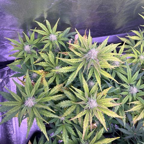 Wedding Cake Auto growlog timeline photo