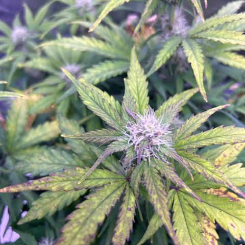 Wedding Cake Auto growlog timeline photo