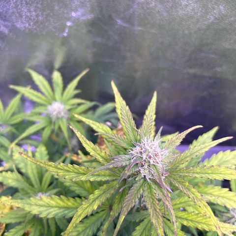 Wedding Cake Auto growlog timeline photo