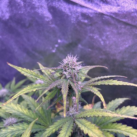 Wedding Cake Auto growlog timeline photo