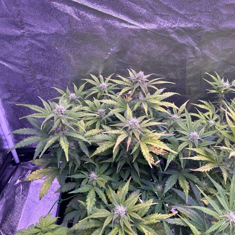 Wedding Cake Auto growlog timeline photo