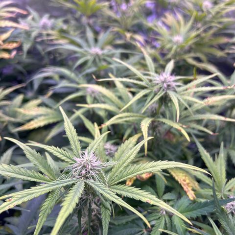 Royal Cheese Automatic growlog timeline photo