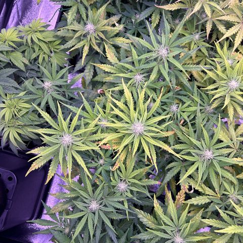 Royal Cheese Automatic growlog timeline photo