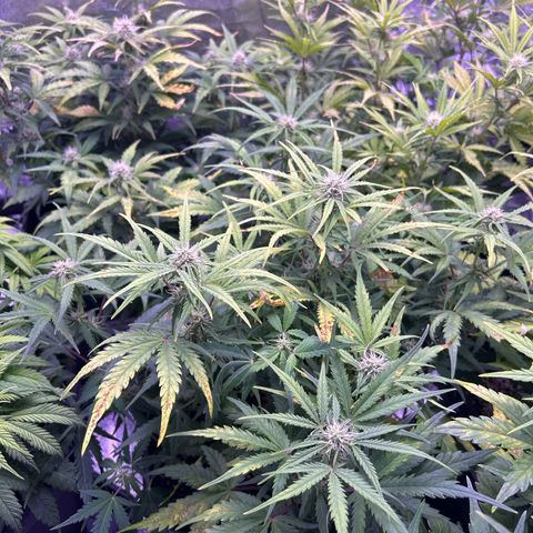 Royal Cheese Automatic growlog timeline photo