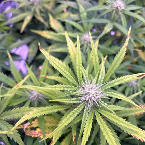 Royal Cheese Automatic growlog timeline photo