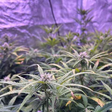 Royal Cheese Automatic growlog timeline photo