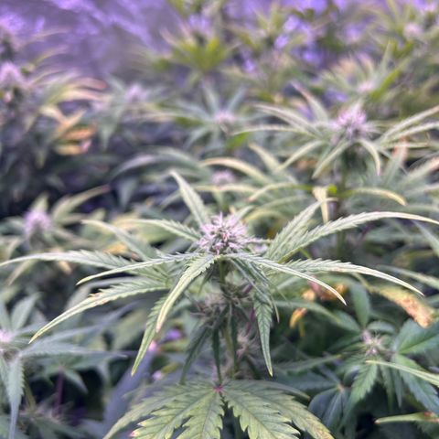 Royal Cheese Automatic growlog timeline photo