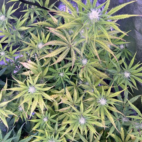 Royal Kush Automatic growlog timeline photo