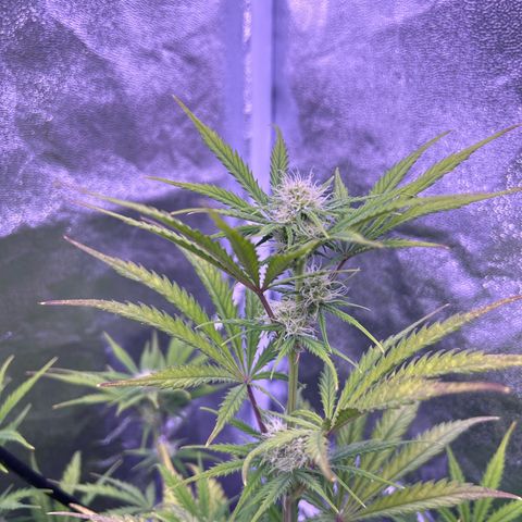Royal Kush Automatic growlog timeline photo