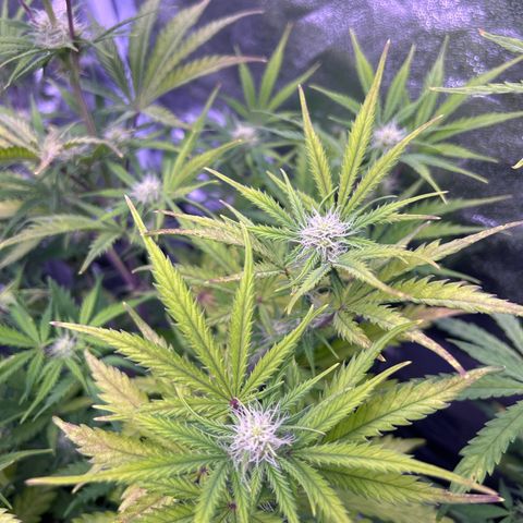 Royal Kush Automatic growlog timeline photo