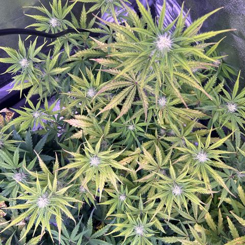 Royal Kush Automatic growlog timeline photo