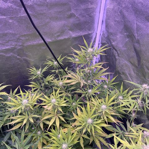 Royal Kush Automatic growlog timeline photo