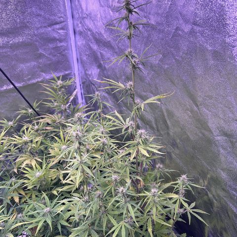 Grape Ape growlog timeline photo