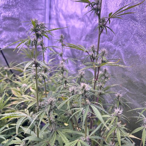 Grape Ape growlog timeline photo