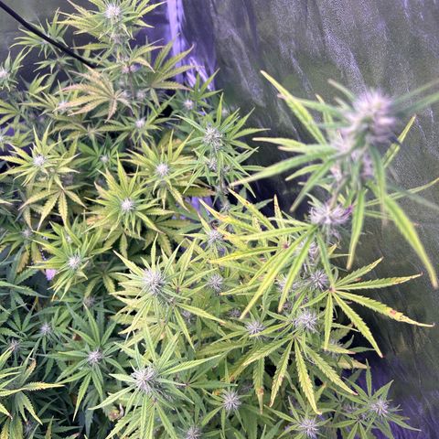 Grape Ape growlog timeline photo