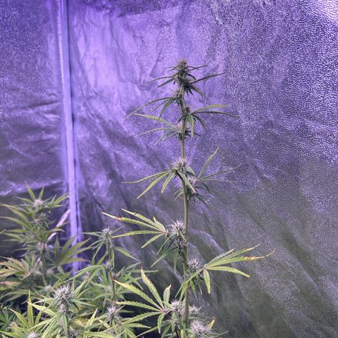 Grape Ape growlog timeline photo