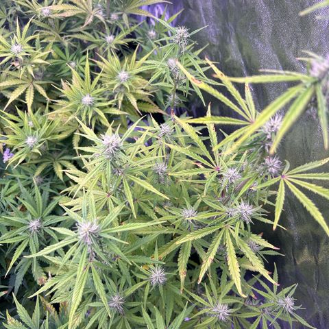 Grape Ape growlog timeline photo