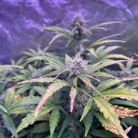 Wedding Cake Auto growlog timeline photo