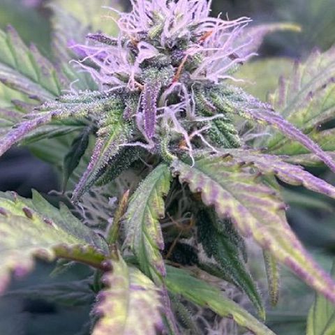 Wedding Cake Auto growlog timeline photo