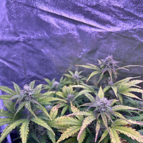 Wedding Cake Auto growlog timeline photo