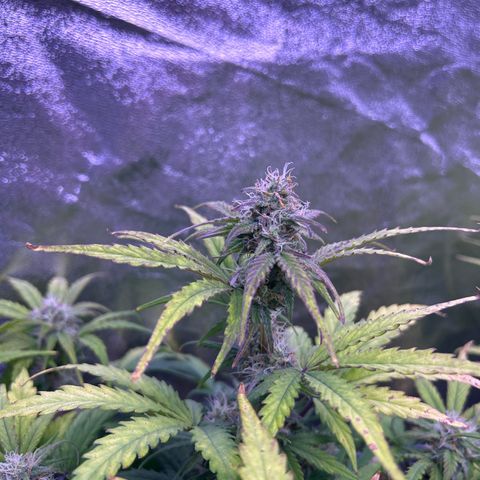 Wedding Cake Auto growlog timeline photo