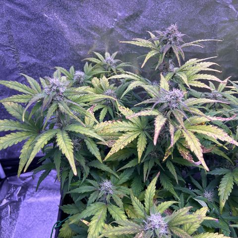 Wedding Cake Auto growlog timeline photo
