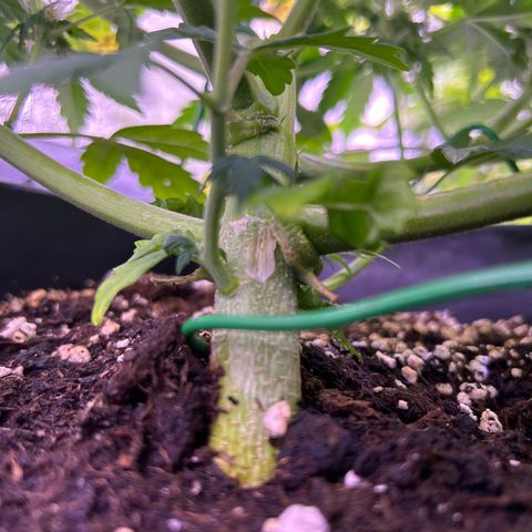Wedding Cake Auto growlog timeline photo