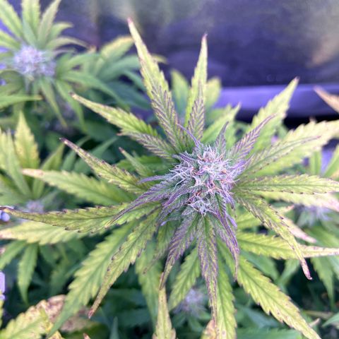 Wedding Cake Auto growlog timeline photo