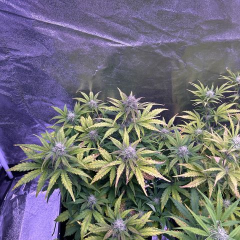 Wedding Cake Auto growlog timeline photo